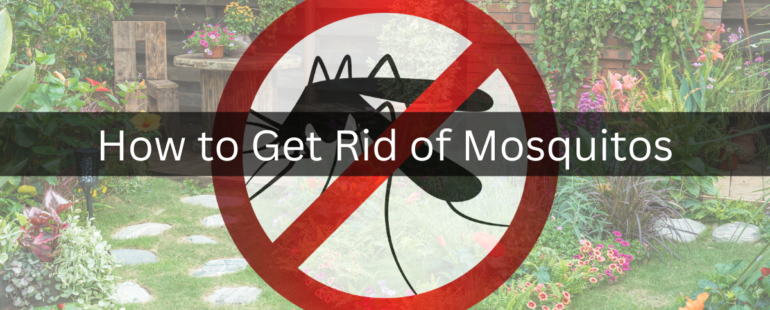 How to Get Rid of Mosquitos